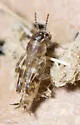 Canyon Pygmy Mole Cricket - photo 4