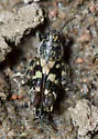 Canyon Pygmy Mole Cricket - photo 5