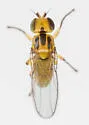 Elliponeura debilis