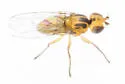 Elliponeura debilis - photo 2