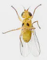 Elliponeura debilis - photo 3