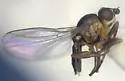 Elliponeura diplotoxoides