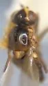 Elliponeura diplotoxoides - photo 2