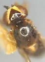 Elliponeura diplotoxoides - photo 3
