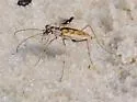 Sandbar Tiger Beetle