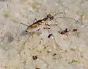 Sandbar Tiger Beetle - photo 2