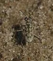 Sandbar Tiger Beetle - photo 3