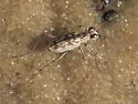 Sandbar Tiger Beetle - photo 4
