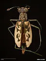 Sandbar Tiger Beetle - photo 5