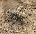 Coppery Tiger Beetle