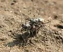Coppery Tiger Beetle - photo 2