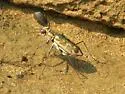 Coppery Tiger Beetle - photo 3