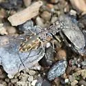 Coppery Tiger Beetle - photo 4