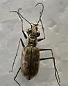 Coppery Tiger Beetle - photo 5