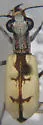 Whitish Tiger Beetle