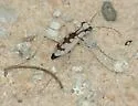 Whitish Tiger Beetle - photo 2