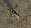 Whitish Tiger Beetle - photo 3