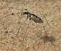 Whitish Tiger Beetle - photo 4