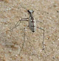 Whitish Tiger Beetle - photo 5