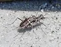 Coastal Tiger Beetle