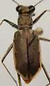 Coastal Tiger Beetle - photo 2