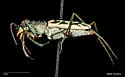 Coastal Tiger Beetle - photo 4