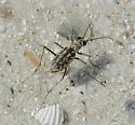 Coastal Tiger Beetle - photo 5