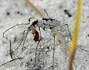 Moustached Tiger Beetle