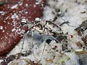 Moustached Tiger Beetle - photo 2