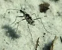 Moustached Tiger Beetle - photo 3