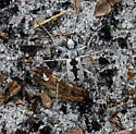 Moustached Tiger Beetle - photo 4