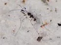Moustached Tiger Beetle - photo 5