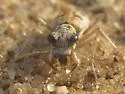 Ghost Tiger Beetle