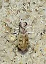 Ghost Tiger Beetle - photo 2