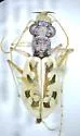 Ghost Tiger Beetle - photo 3