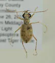Ghost Tiger Beetle - photo 4