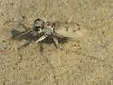 Ghost Tiger Beetle - photo 5