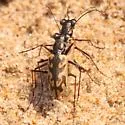 Sandy Stream Tiger Beetle