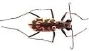 Sandy Stream Tiger Beetle - photo 2