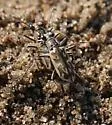 Sandy Stream Tiger Beetle - photo 3