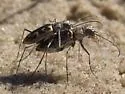 Sandy Stream Tiger Beetle - photo 4