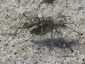 Sandy Stream Tiger Beetle - photo 5