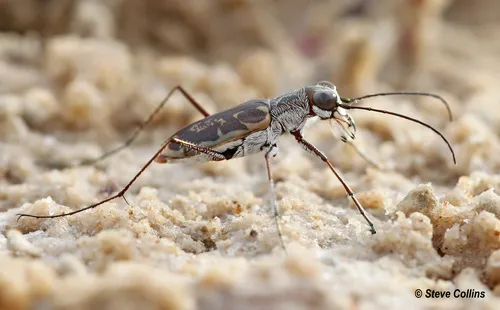 Margined Tiger Beetle - photo 2