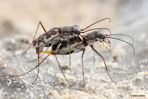 Margined Tiger Beetle - photo 3
