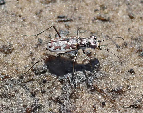 Margined Tiger Beetle - photo 4