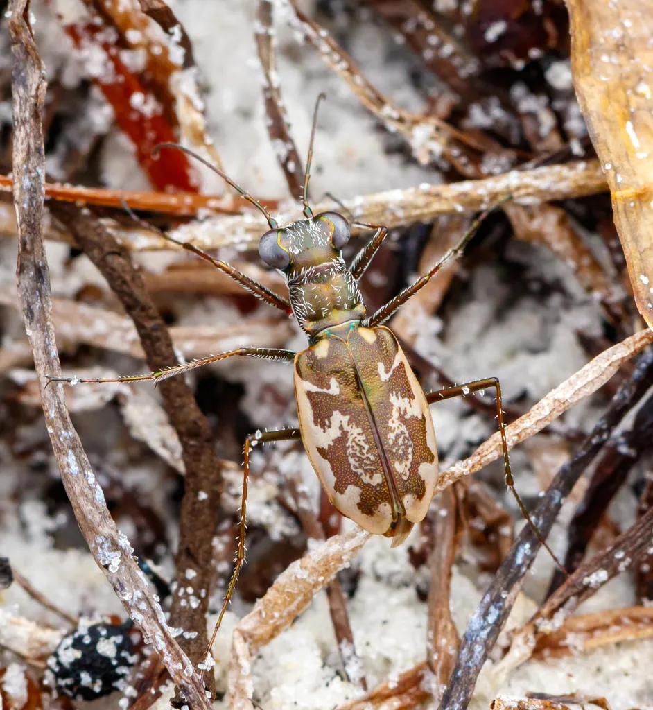 Margined Tiger Beetle - photo 5