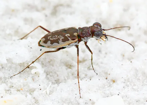 Margined Tiger Beetle - photo 6