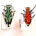 Aridland Tiger Beetle - Ellipsoptera marutha