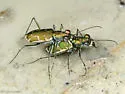 Aridland Tiger Beetle - photo 2