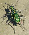 Aridland Tiger Beetle - photo 3